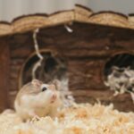 Top 5 leukste hamster speelgoed