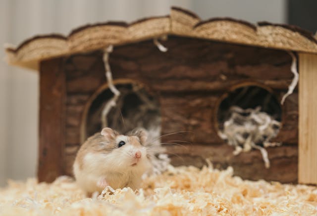 hamster speelgoed kopen